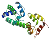 Defective In Cullin Neddylation 1, Domain Containing Protein 2 (DCUN1D2)