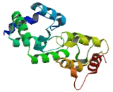 Defective In Cullin Neddylation 1, Domain Containing Protein 3 (DCUN1D3)