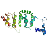 Defective In Cullin Neddylation 1, Domain Containing Protein 5 (DCUN1D5)