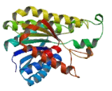 Dehydrogenase/Reductase SDR Family, Member 1 (DHRS1)