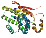 Dehydrogenase/Reductase SDR Family, Member 11 (DHRS11)