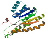 Dehydrogenase/Reductase SDR Family, Member 2 (DHRS2)