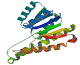 Dehydrogenase/Reductase SDR Family, Member 4 (DHRS4)