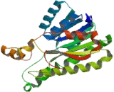 Dehydrogenase/Reductase SDR Family, Member 4 Like Protein 1 (DHRS4L1)