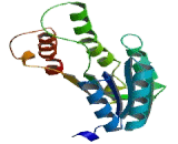 Dehydrogenase/Reductase SDR Family, Member 7 (DHRS7)