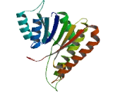 Dehydrogenase/Reductase SDR Family, Member 7B (DHRS7B)