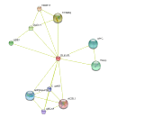 Deleted In Lymphocytic Leukemia 2 (DLEU2)