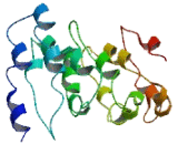 Dendritic Cell Nuclear Protein 1 (DCNP1)