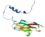 Dentin Sialophosphoprotein (DSPP)