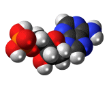 Deoxyadenosine Monophosphate (dAMP)