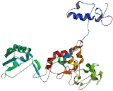 Deoxyribonuclease II (DNASEII)