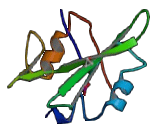 Deoxyribonuclease II Beta (DNASEIIb)