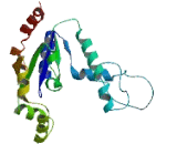 Dephospho Coenzyme A Kinase Domain Containing Protein (DCAKD)