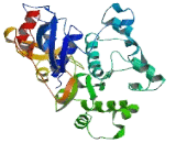 Dermal Papilla Derived Protein 13 (DERP13)