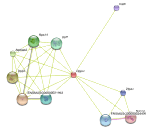 Developmental Pluripotency Associated Protein 1 (DPPA1)