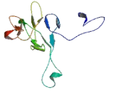 Developmental Pluripotency Associated Protein 3 (DPPA3)