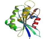 Dexamethasone Induced Ras Related Protein 1 (RASD1)