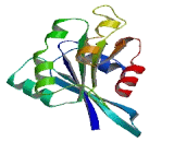 Dexamethasone Induced Ras Related Protein 2 (RASD2)