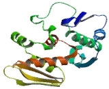 DiGeorge Syndrome Critical Region Gene 8 (DGCR8)