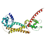 Diaphanous Homolog 1 (DIAPH1)