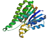 Dicarbonyl/L-Xylulose Reductase (DCXR)