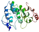 Dickkopf Like Protein 1 (DKKL1)