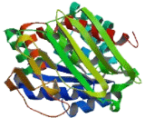 Dihydrodiol Dehydrogenase (DHDH)