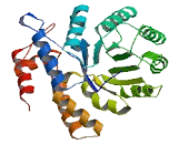 Dihydrodipicolinate Synthase Like Protein (DHDPSL)