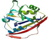 Dihydrofolate Reductase Like Protein 1 (DHFRL1)