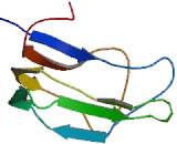 Dihydrolipoamide Branched Chain Transacylase E2 (DBT)