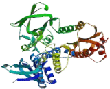 Dihydrolipoyl Dehydrogenase (DLD)