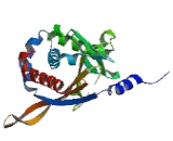 Dihydrolipoyl Succinyltransferase (DLST)