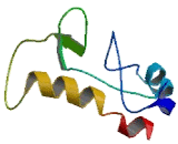 Dihydrouridine Synthase 1 Like Protein (DUS1L)