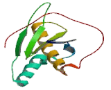 Dihydrouridine Synthase 2 Like Protein (DUS2L)