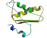 Dihydrouridine Synthase 4 Like Protein (DUS4L)