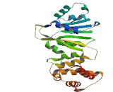 Dimethyladenosine Transferase 1 Like Protein (DIMT1L)