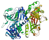 Dimethylglycine Dehydrogenase (DMGDH)