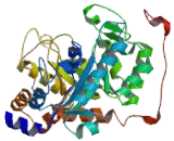 Dipeptidase 2 (DPEP2)