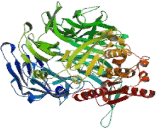 Dipeptidyl Peptidase 10 (DPP10)