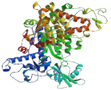 Dipeptidyl Peptidase 3 (DPP3)