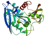 Dipeptidyl Peptidase 5 (DPP5)