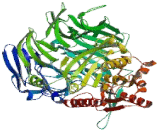 Dipeptidyl Peptidase 6 (DPP6)