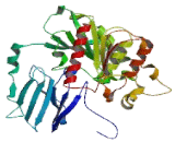 Dipeptidyl Peptidase 9 (DPP9)