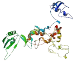 Diphthamide Biosynthesis Protein 1 (DPH1)