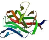 Discoidin, CUB And LCCL Domain Containing Protein 1 (DCBLD1)