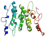 Discs, Large Homolog Associated Protein 1 (DLGAP1)