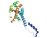 Dispatched Homolog 1 (DISP1)