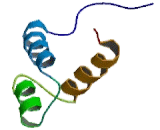 Distal Less Homeobox Protein 1 (DLX1)