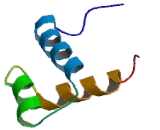 Distal Less Homeobox Protein 2 (DLX2)