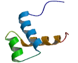 Distal Less Homeobox Protein 3 (DLX3)